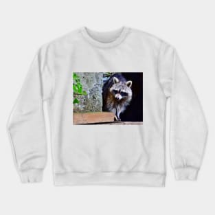 A Shy Raccoon Crewneck Sweatshirt